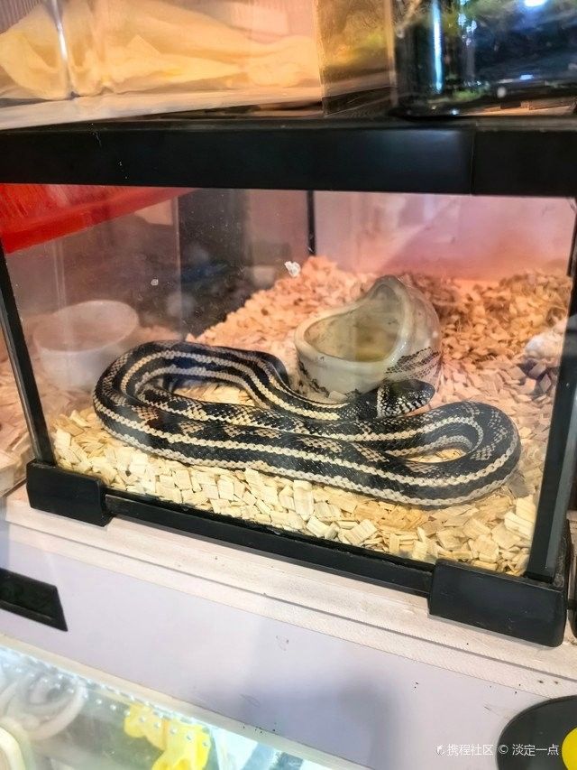 青島龍魚在哪賣好一點(diǎn)