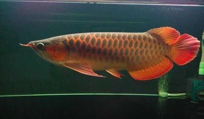 紅龍魚兩年可以長多大：紅龍魚在兩年的時間內可以長到多大？