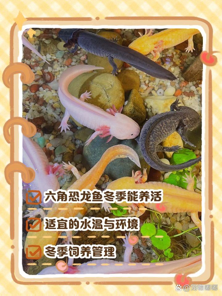 恐龍魚冬天怎么養(yǎng)活