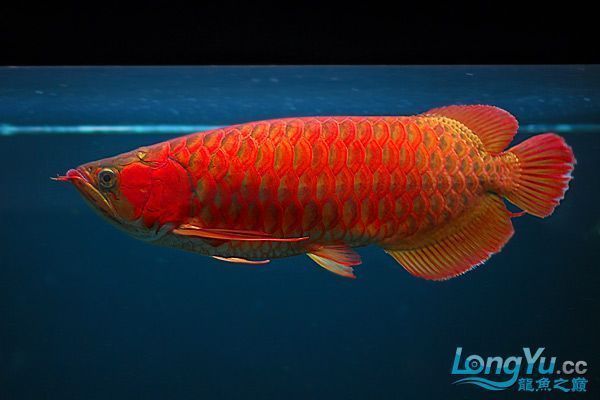 紅龍魚貴嗎？：紅龍魚市場(chǎng)價(jià)格走勢(shì)