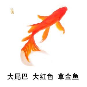 蝴蝶鯉魚和龍魚混養：蝴蝶鯉魚和龍魚可以混養嗎