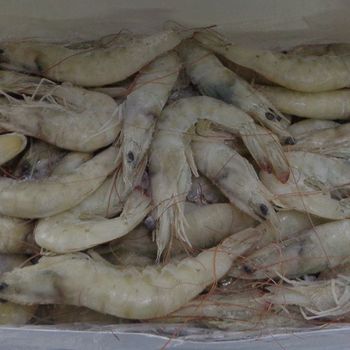 冷凍蝦怎么喂龍魚飼料：喂食龍魚冷凍蝦需要注意以下幾個步驟和注意事項