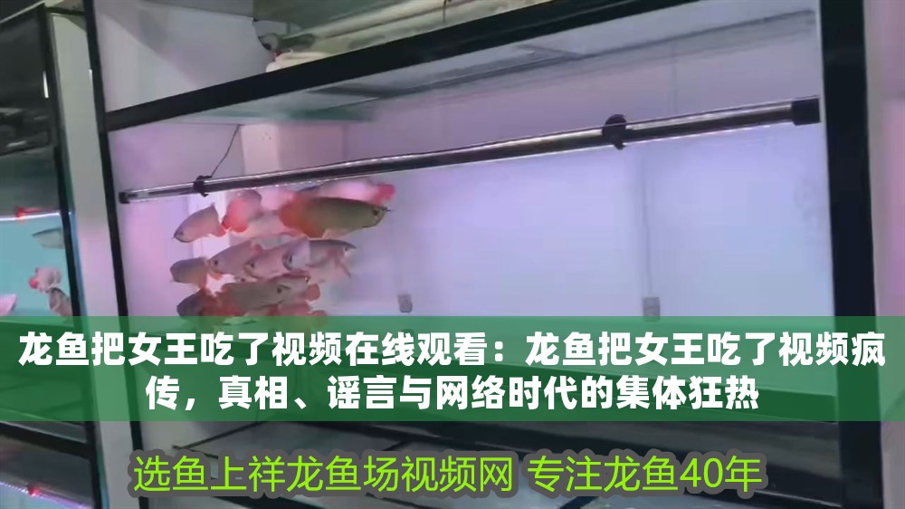龍魚把女王吃了視頻在線觀看：龍魚把女王吃了視頻瘋傳，真相、謠言與網絡時代的集體狂熱