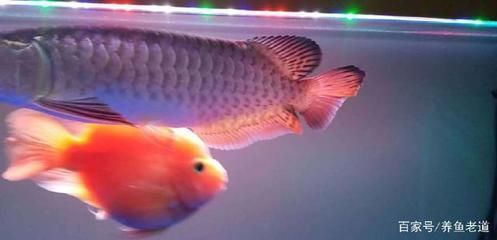 小龍魚能吃嗎有營(yíng)養(yǎng)嗎：小龍魚能吃嗎