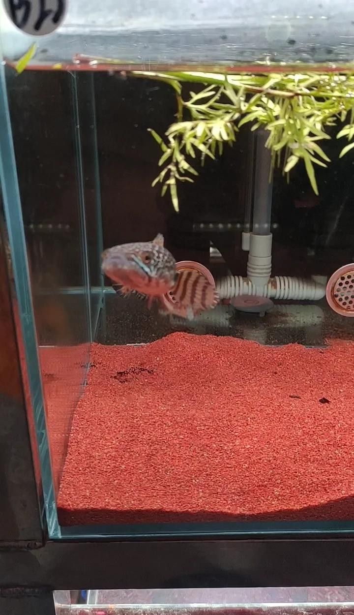 火龍魚怎么過冬