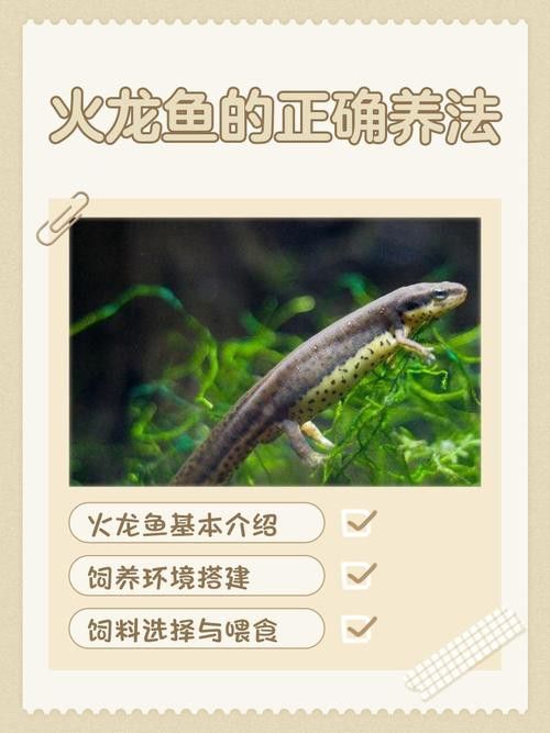 火龍魚怎么過冬