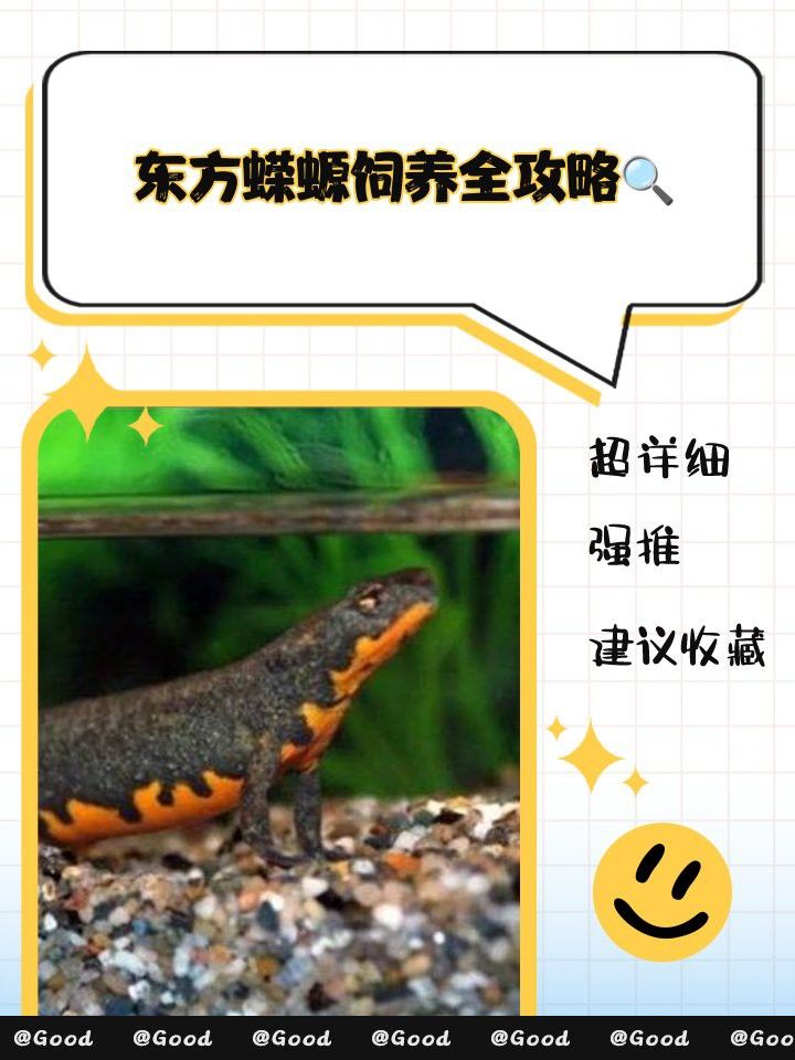 火龍魚怎么過冬