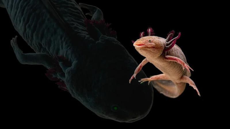 火龍魚可以和什么魚混養一起養魚