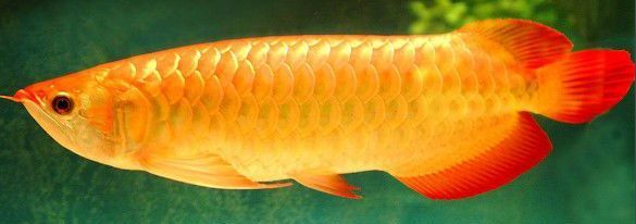 金龍魚吃泥鰍有哪些好處？：金龍魚吃泥鰍有什么好處金龍魚吃泥鰍的好處