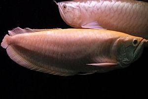 龍魚品相怎么看出來的好壞呢，龍魚品相與市場價(jià)格關(guān)系，龍魚日常養(yǎng)護(hù)技巧分享 龍魚品相怎么看出來的好壞呢，龍魚品相與市場價(jià)格關(guān)系，龍魚日常養(yǎng)護(hù)技巧分享 龍魚百科 第3張