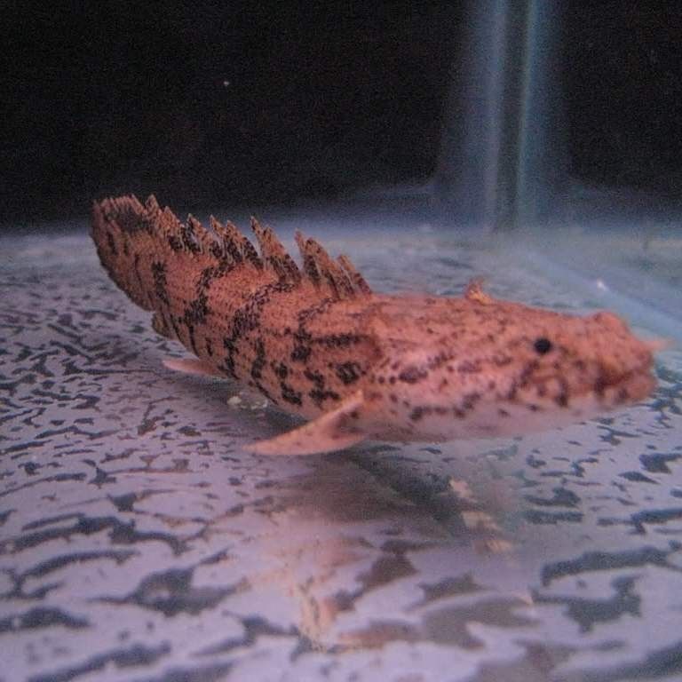 黃花恐龍魚和大花恐龍魚的區別是什么