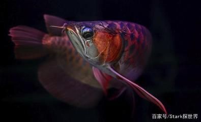龍魚(yú)咽不下是什么病：龍魚(yú)吞咽困難是怎么回事？
