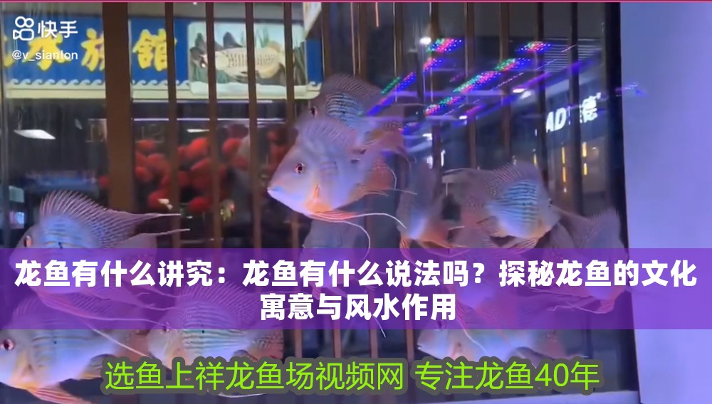 龍魚有什么講究：龍魚有什么說法嗎？探秘龍魚的文化寓意與風(fēng)水作用