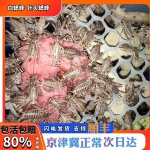 龍魚產地葫蘆群島：葫蘆群島龍魚養殖技術龍魚產地主要分布在南美洲亞馬遜流域內的尼格羅河內