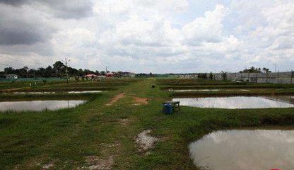 土黃色的龍魚多少錢一條（土黃色的龍魚價格是多少）