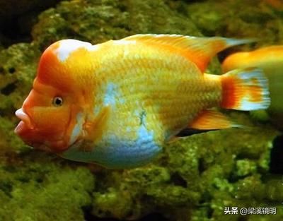 土黃色的龍魚多少錢一條（土黃色的龍魚價格是多少）