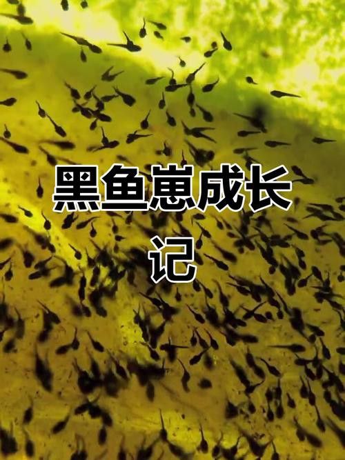 金龍魚和黑魚