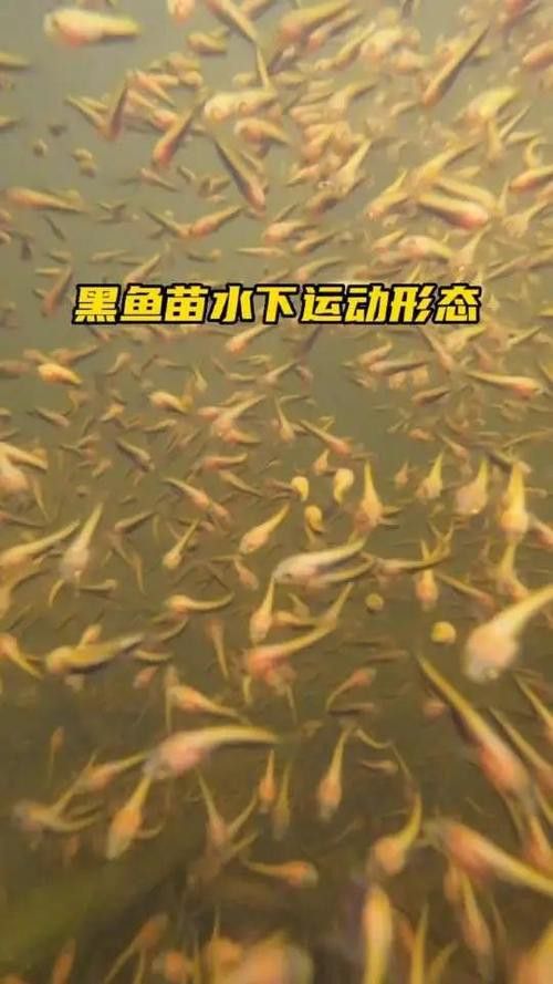 金龍魚和黑魚