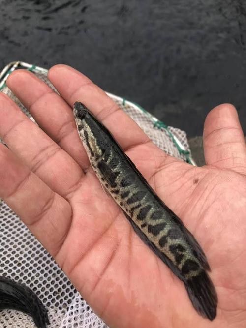 金龍魚和黑魚