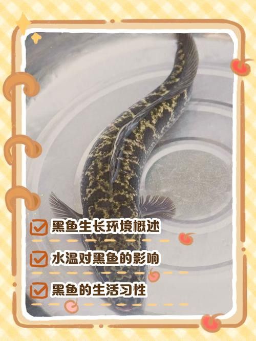 金龍魚和黑魚