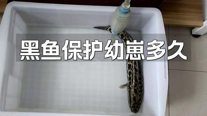 金龍魚和黑魚