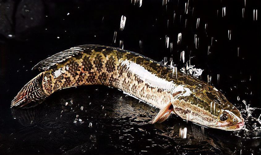 金龍魚和黑魚