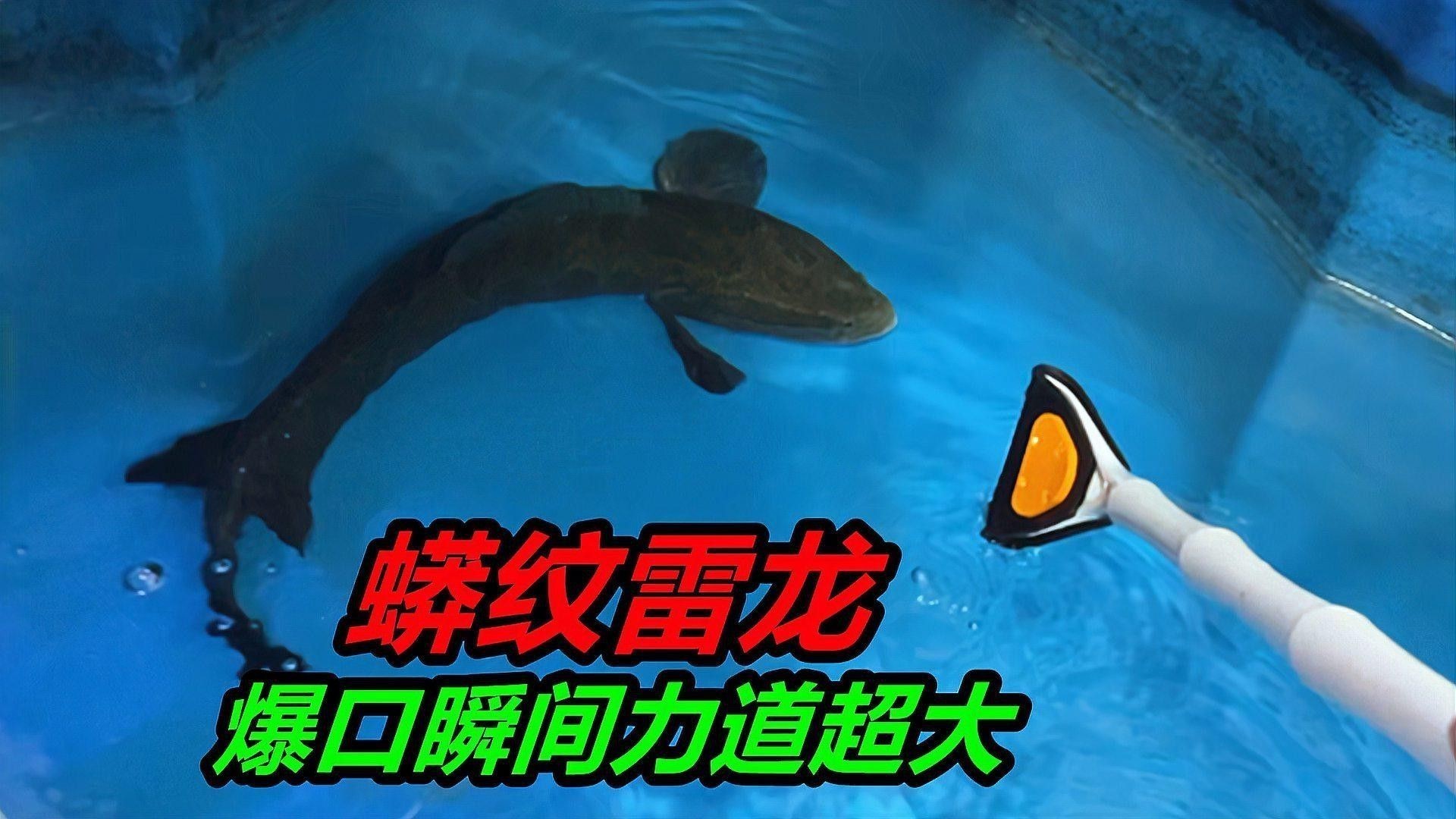 金龍魚和黑魚