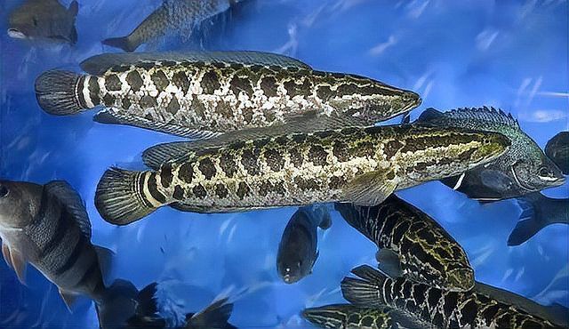 金龍魚和黑魚