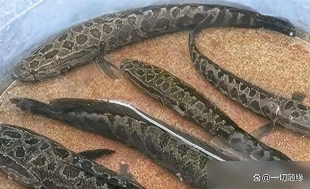 金龍魚和黑魚