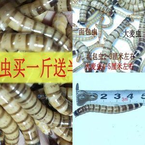 紅龍魚喂了三年大麥蟲還能吃嗎（紅龍魚吃大麥蟲好嗎）