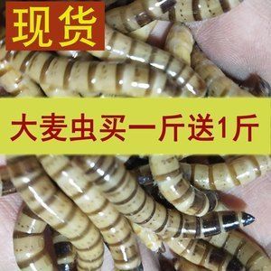 紅龍魚喂了三年大麥蟲還能吃嗎（紅龍魚吃大麥蟲好嗎）
