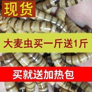 紅龍魚喂了三年大麥蟲還能吃嗎（紅龍魚吃大麥蟲好嗎）