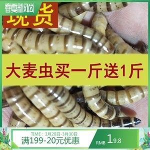 紅龍魚喂了三年大麥蟲還能吃嗎（紅龍魚吃大麥蟲好嗎）