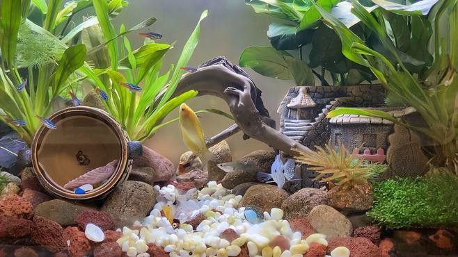 藍龍魚混養多久會適應