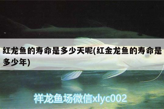 紅龍魚壽命一般多長時間呢，