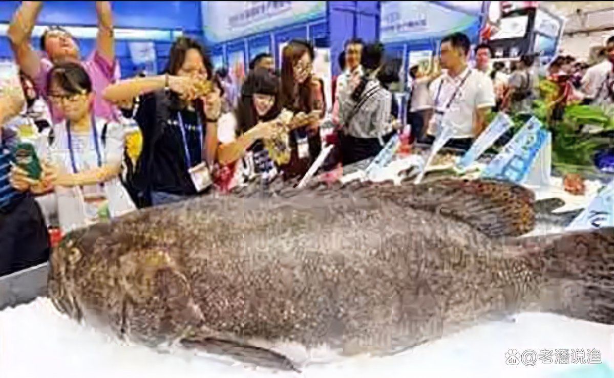 小龍躉是什么魚