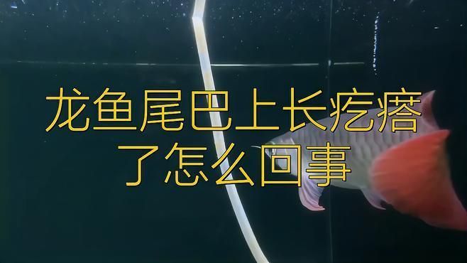 如何判斷龍魚是否真菌感染？
