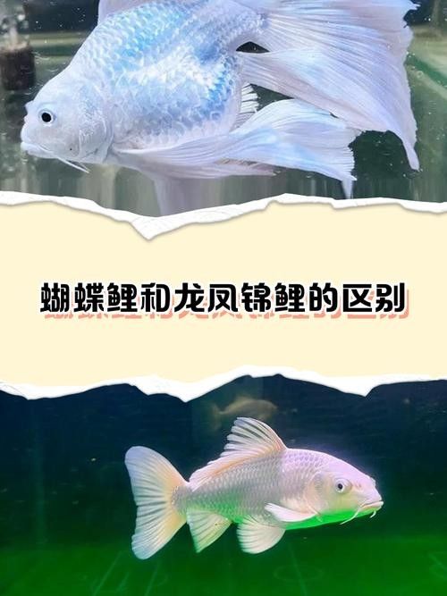龍魚和蝴蝶鯉混養秘訣圖片 龍魚和蝴蝶鯉混養秘訣圖片 龍魚百科 第12張