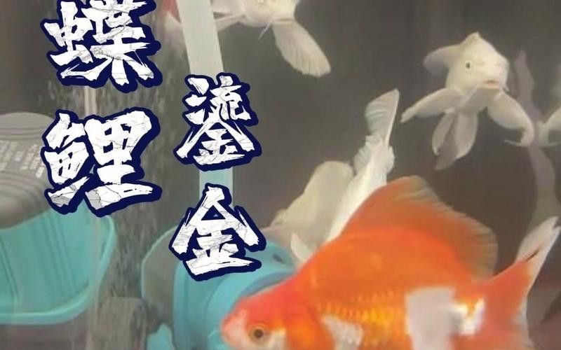 龍魚和蝴蝶鯉混養秘訣圖片 龍魚和蝴蝶鯉混養秘訣圖片 龍魚百科 第25張