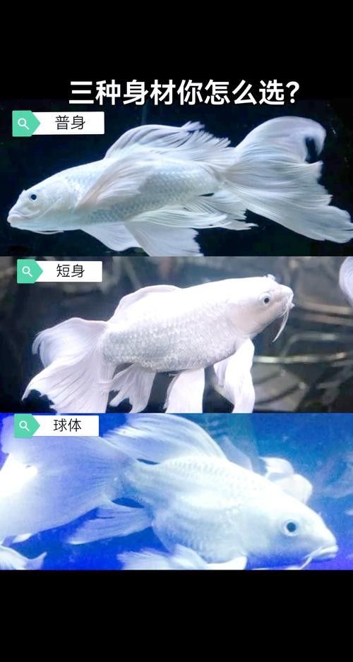 龍魚和蝴蝶鯉混養秘訣圖片 龍魚和蝴蝶鯉混養秘訣圖片 龍魚百科 第26張