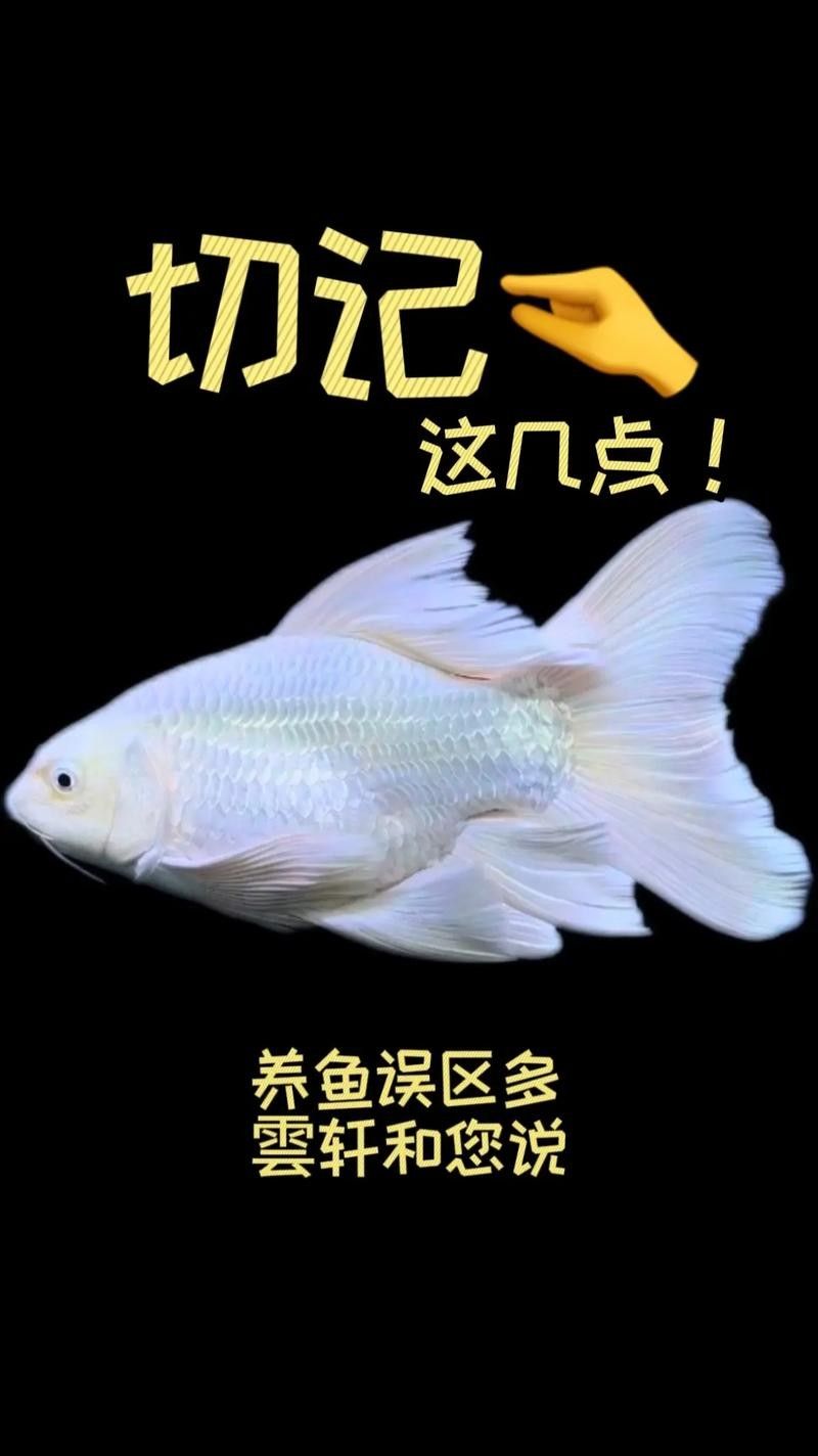 龍魚和蝴蝶鯉混養秘訣圖片 龍魚和蝴蝶鯉混養秘訣圖片 龍魚百科 第22張