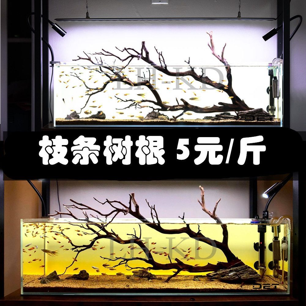 雷龍魚產地是亞馬遜的嗎，雷龍魚在亞馬遜河流域的分布