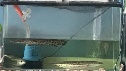 雷龍魚產地是亞馬遜的嗎，雷龍魚在亞馬遜河流域的分布