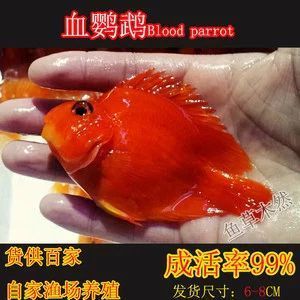 龍魚多大缸可以養：龍魚的成年尺寸是決定魚缸大小的關鍵因素的信息