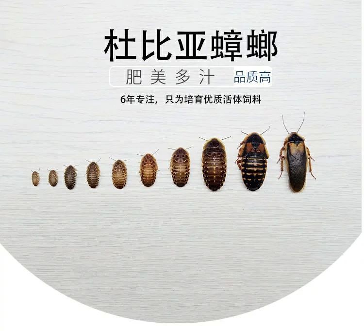 龍魚多大缸可以養：龍魚的成年尺寸是決定魚缸大小的關鍵因素的信息