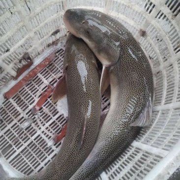 成都龍魚批發市場地址查詢電話 成都龍魚批發市場地址查詢電話 龍魚百科 第4張