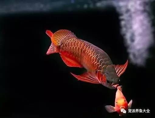 紅龍魚霉菌病的治療方法：治療紅龍魚霉菌病的最佳方法是換水、升溫、藥物治療和預防措施