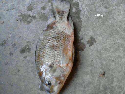 紅龍魚霉菌病的治療方法：治療紅龍魚霉菌病的最佳方法是換水、升溫、藥物治療和預防措施