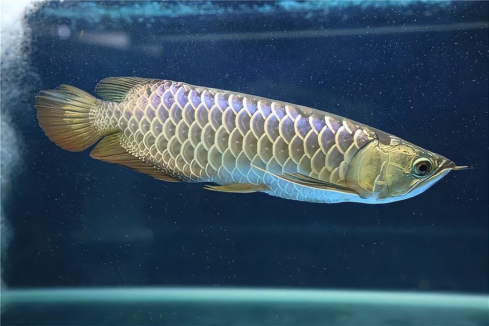 龍魚換水后多久可以恢復(fù)正常喂食？