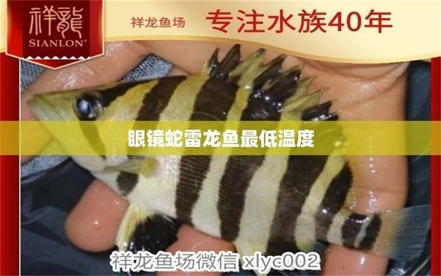 黃金眼鏡雷龍魚的水溫(黃金眼鏡蛇雷龍魚水溫調(diào)節(jié)技巧雷龍魚水溫調(diào)節(jié)技巧) 龍魚百科 第3張 黃金眼鏡雷龍魚的水溫(黃金眼鏡蛇雷龍魚水溫調(diào)節(jié)技巧雷龍魚水溫調(diào)節(jié)技巧) 黃金眼鏡雷龍魚的水溫(黃金眼鏡蛇雷龍魚水溫調(diào)節(jié)技巧雷龍魚水溫調(diào)節(jié)技巧) 龍魚百科 第3張
